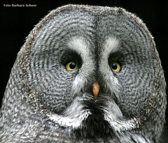 Bartkauz im Zoologischen Garten der Stadt Wuppertal (Foto Barbara Scheer)