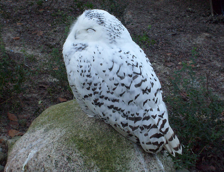 Weibliche Schnee-Eule im Zoo Wuppertal im Dezember 2008