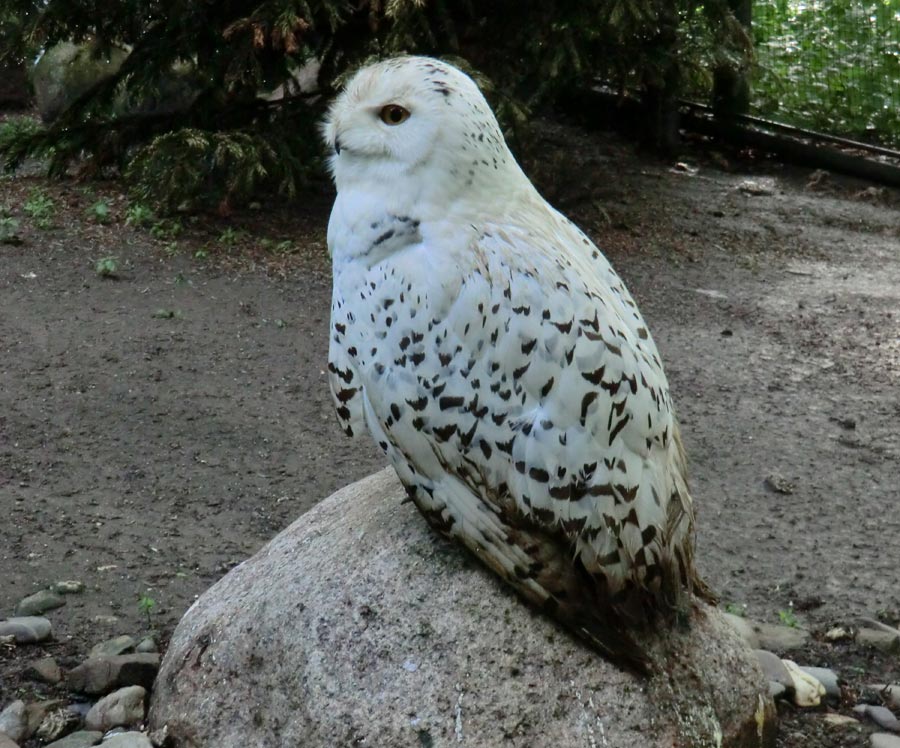 Weibliche Schnee-Eule im Zoologischen Garten Wuppertal im Juni 2013