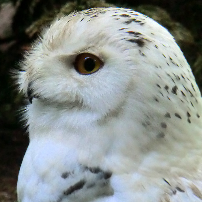 Weibliche Schnee-Eule im Wuppertaler Zoo im Juni 2013