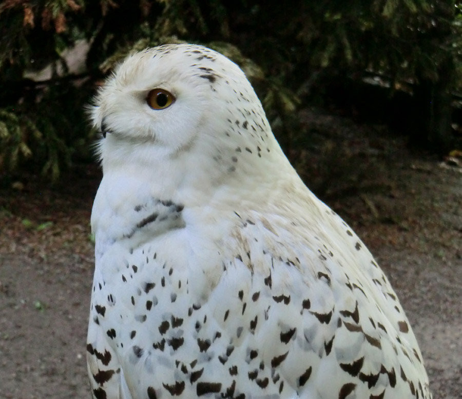 Weibliche Schnee-Eule im Wuppertaler Zoo im Juni 2013