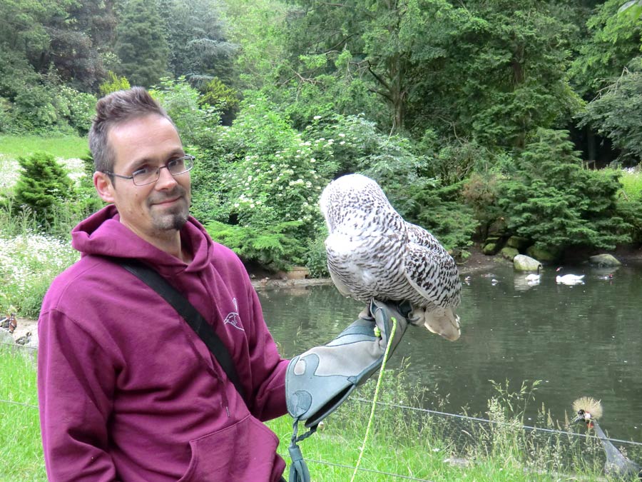 Weibliche Schnee-Eule im Wuppertaler Zoo im Juni 2013