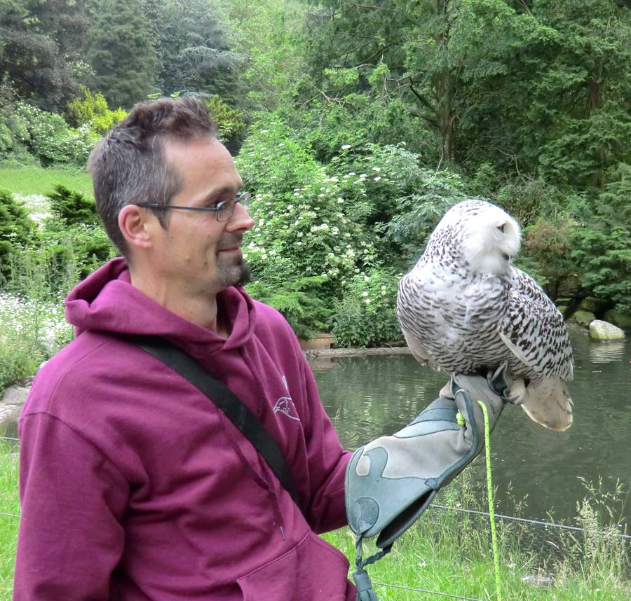 Weibliche Schnee-Eule im Zoo Wuppertal im Juni 2013