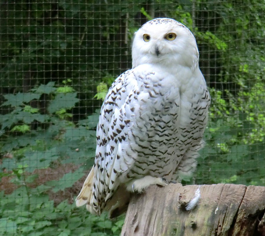 Weibliche Schnee-Eule im Wuppertaler Zoo im Juni 2013