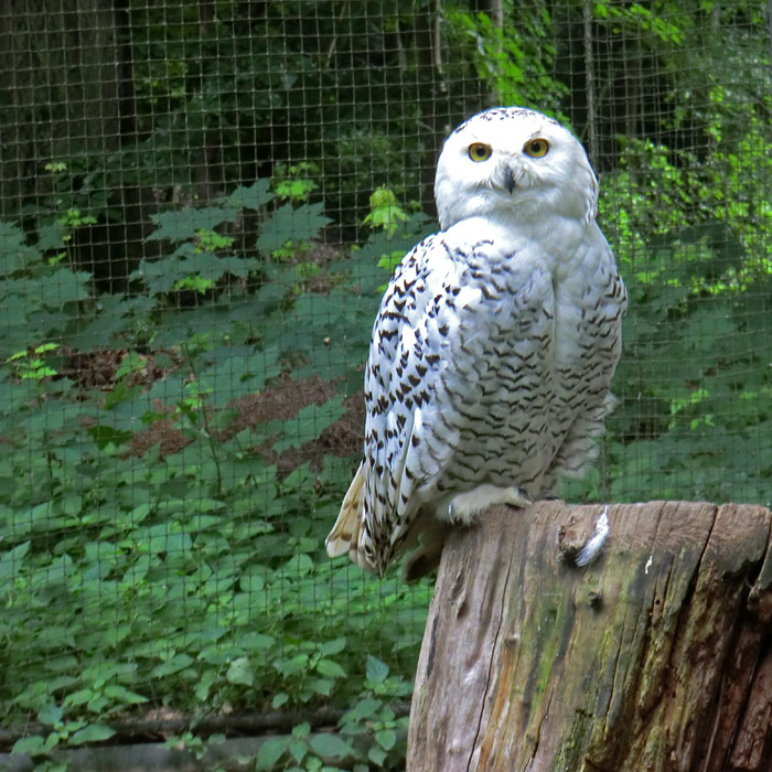 Weibliche Schnee-Eule im Wuppertaler Zoo im Juni 2013