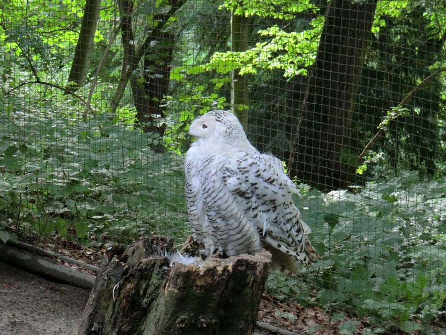 Weibliche Schnee-Eule im Zoo Wuppertal im Juni 2013