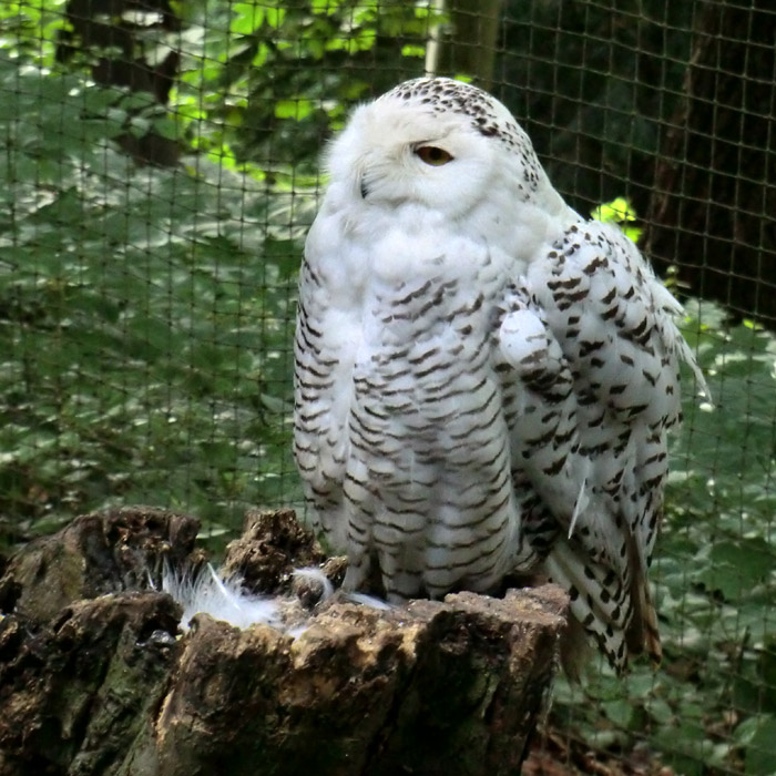 Weibliche Schnee-Eule im Wuppertaler Zoo im Juni 2013