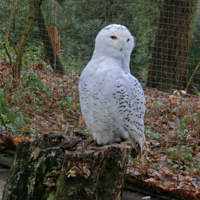 Schnee-Eule im Wuppertaler Zoo im Januar 2014