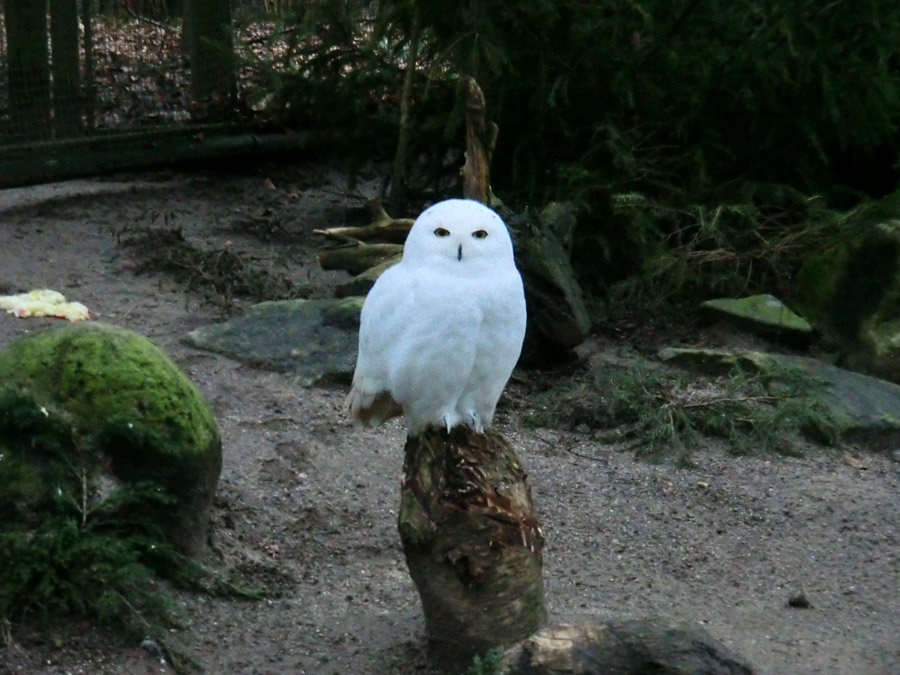 Männliche Schnee-Eule im Zoo Wuppertal im Januar 2014