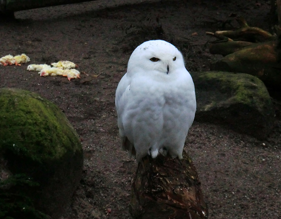 Männliche Schnee-Eule im Zoologischen Garten Wuppertal im Januar 2014