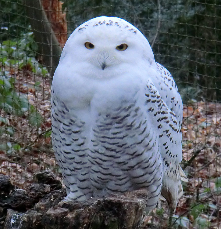 Weibliche Schnee-Eule im Wuppertaler Zoo im Januar 2014