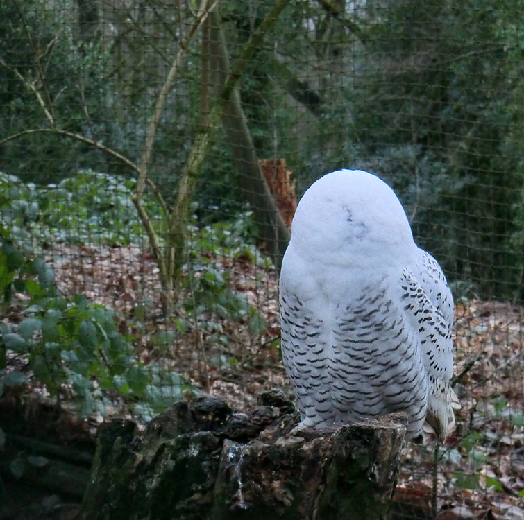 Weibliche Schnee-Eule im Zoo Wuppertal im Januar 2014