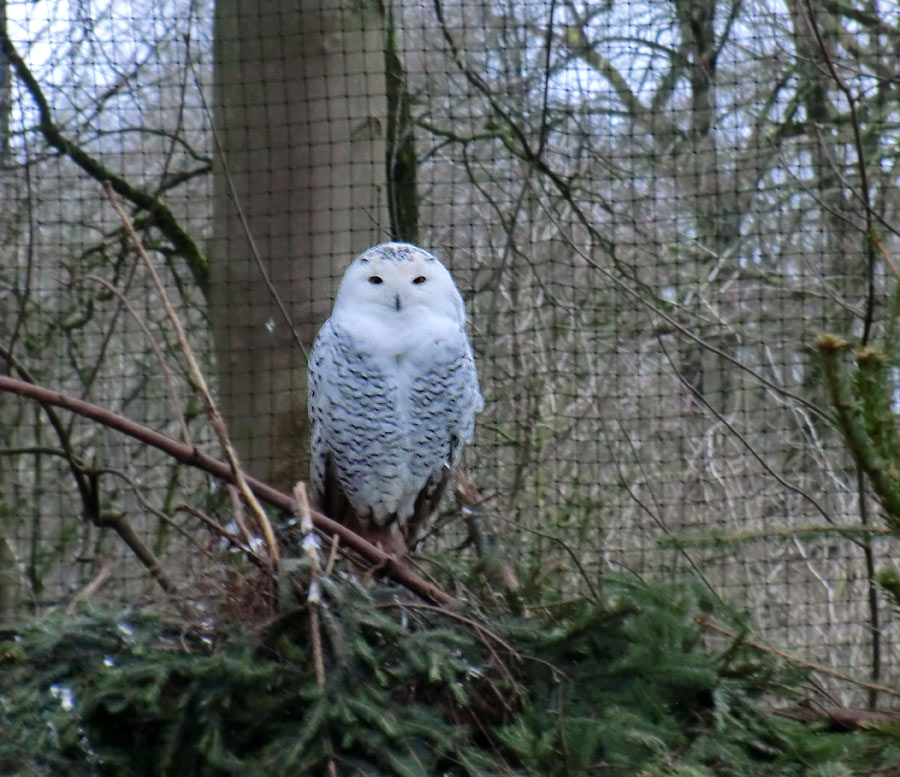 Schnee-Eule Jungtier im Zoologischen Garten Wuppertal im Januar 2014