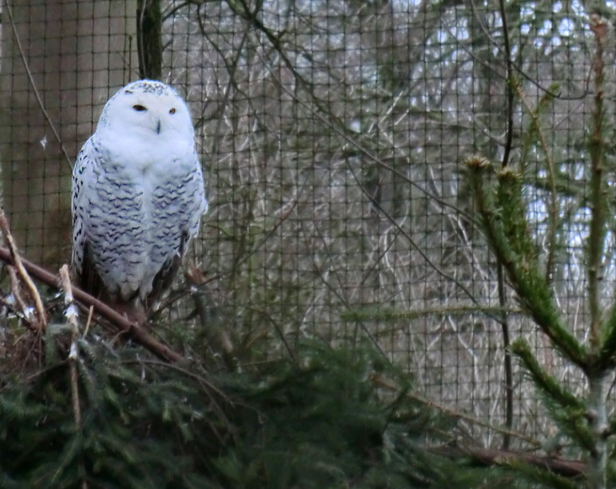 Schnee-Eule Jungtier im Wuppertaler Zoo im Januar 2014