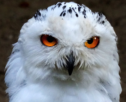 Schnee-Eule im Zoologischen Garten der Stadt Wuppertal