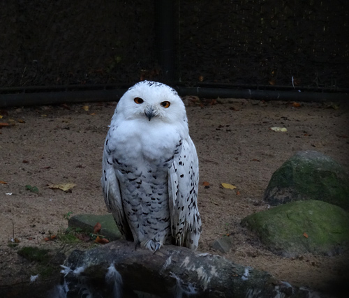 Weibliche Schnee-Eule am 28. Oktober 2015 im Wuppertaler Zoo