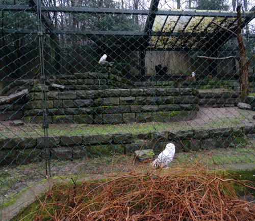 Die drei Schnee-Eulen am 20. Februar 2016 in der Greifvogelvoliere als Ausweichquartier im Grünen Zoo Wuppertal