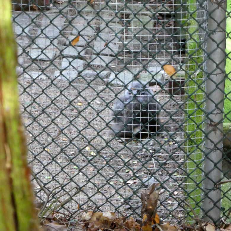 Schnee-Eulen-Jungtier am 26. Juli 2017 im Zoologischen Garten Wuppertal