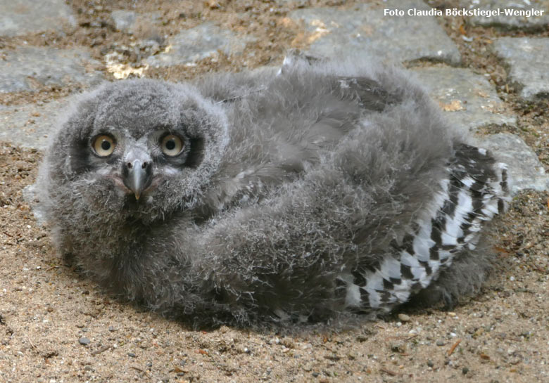 Schnee-Eulen-Jungtier am 2. August 2017 im Grünen Zoo Wuppertal (Foto Claudia Böckstiegel-Wengler)