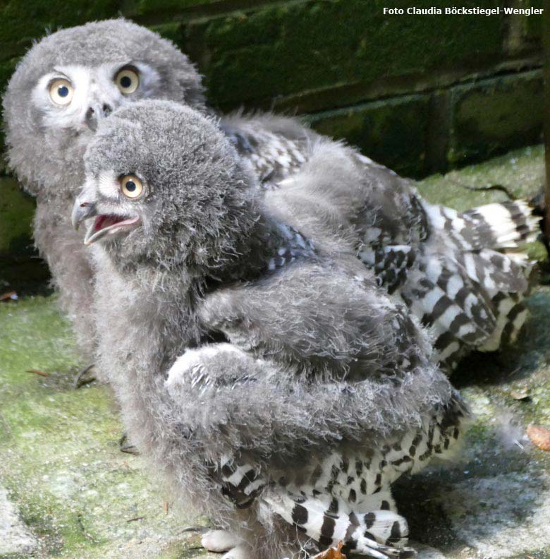 Schnee-Eulen-Jungtiere am 15. August 2017 im Grünen Zoo Wuppertal (Foto Claudia Böckstiegel-Wengler)