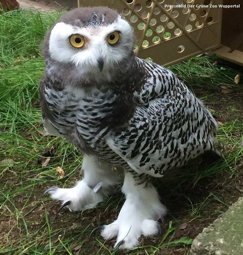 Pressebild: Schnee-Eule im September 2017 im neuen Gehege im Grünen Zoo Wuppertal (Pressebild Der Grüne Zoo Wuppertal)