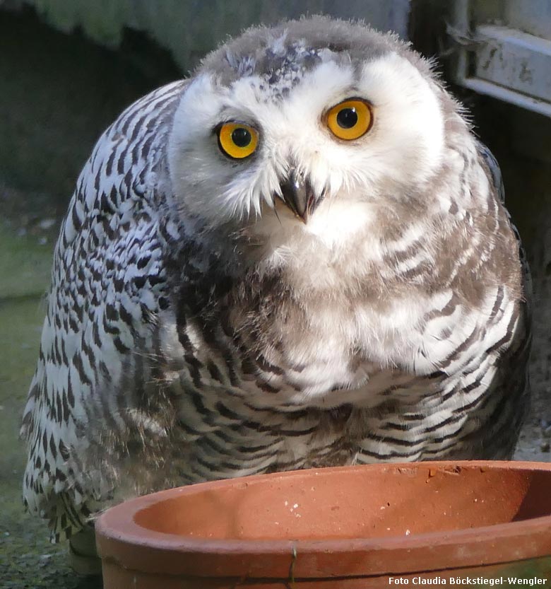 Schnee-Eulen-Jungvogel am 21. September 2017 im Wuppertaler Zoo (Foto Claudia Böckstiegel-Wengler)