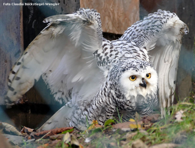 Badende Schnee-Eule am 26. Oktober 2017 im Grünen Zoo Wuppertal (Foto Claudia Böckstiegel-Wengler)