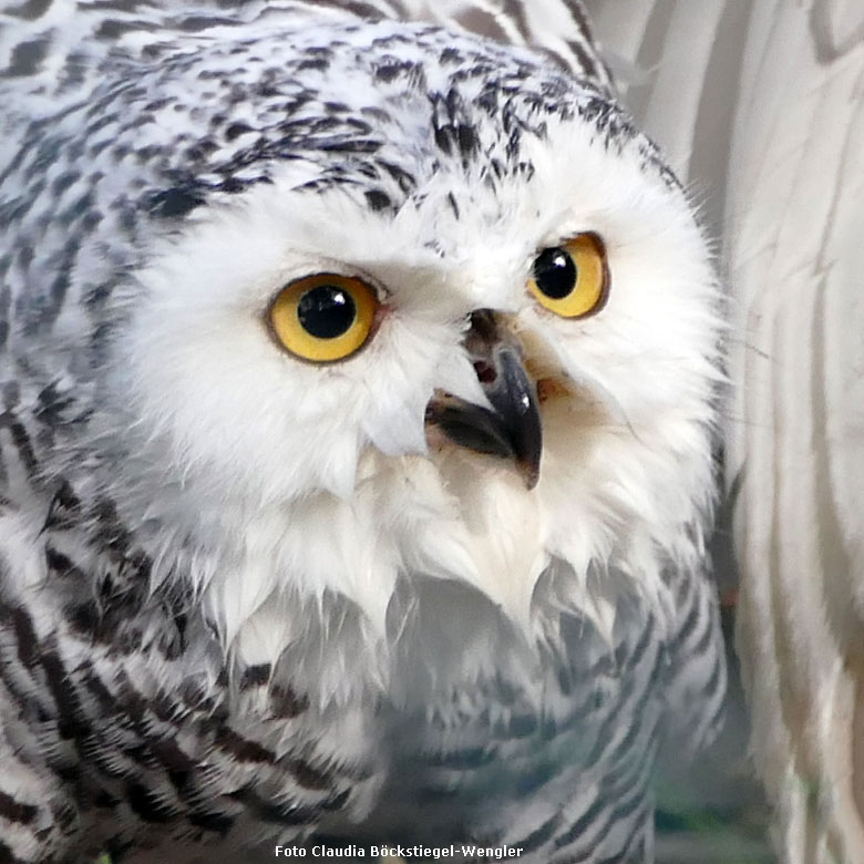 Augen der Schnee-Eule am 26. Oktober 2017 im Grünen Zoo Wuppertal (Foto Claudia Böckstiegel-Wengler)