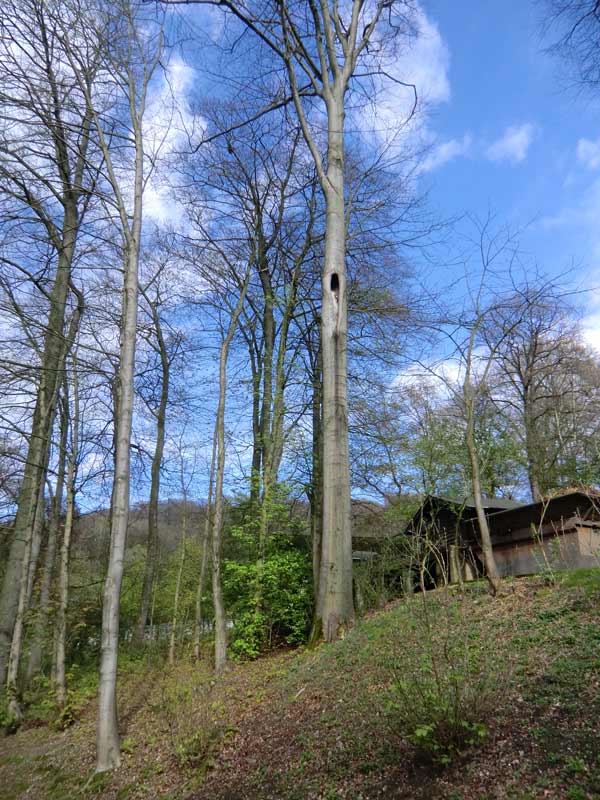 Waldkauz im Zoologischen Garten Wuppertal im April 2012