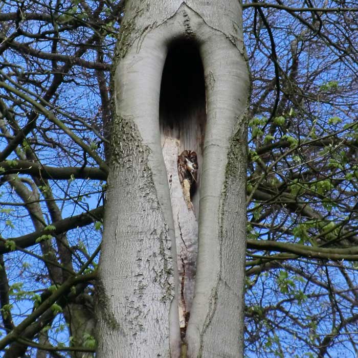 Waldkauz im Wuppertaler Zoo im April 2012