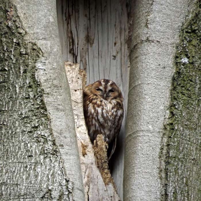 Waldkauz im Wuppertaler Zoo im September 2014