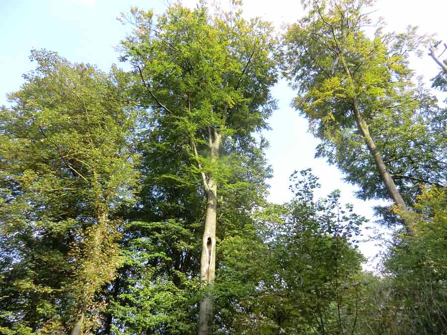 Waldkauz im Zoo Wuppertal im September 2014