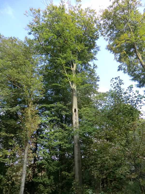 Waldkauz im Zoologischen Garten Wuppertal im September 2014