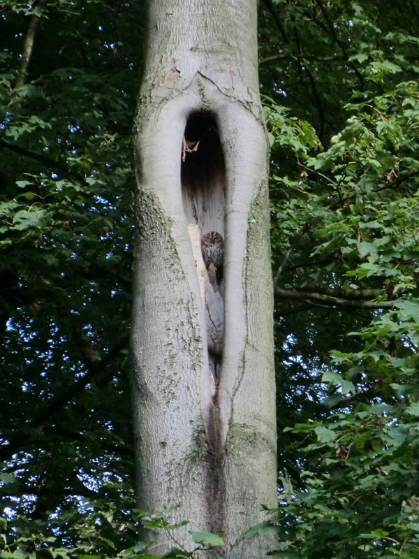 Waldkauz im Wuppertaler Zoo im September 2014