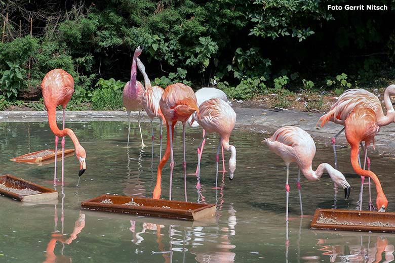 Flamingos am 28. Juli 2006 auf der damaligen Außenanlage für Flamingos im Wuppertaler Zoo (Foto Gerrit Nitsch)