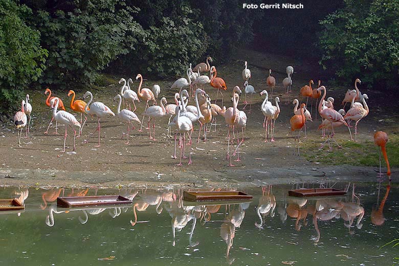 Flamingos am 28. Juli 2006 auf der damaligen Außenanlage für Flamingos im Zoo Wuppertal (Foto Gerrit Nitsch)