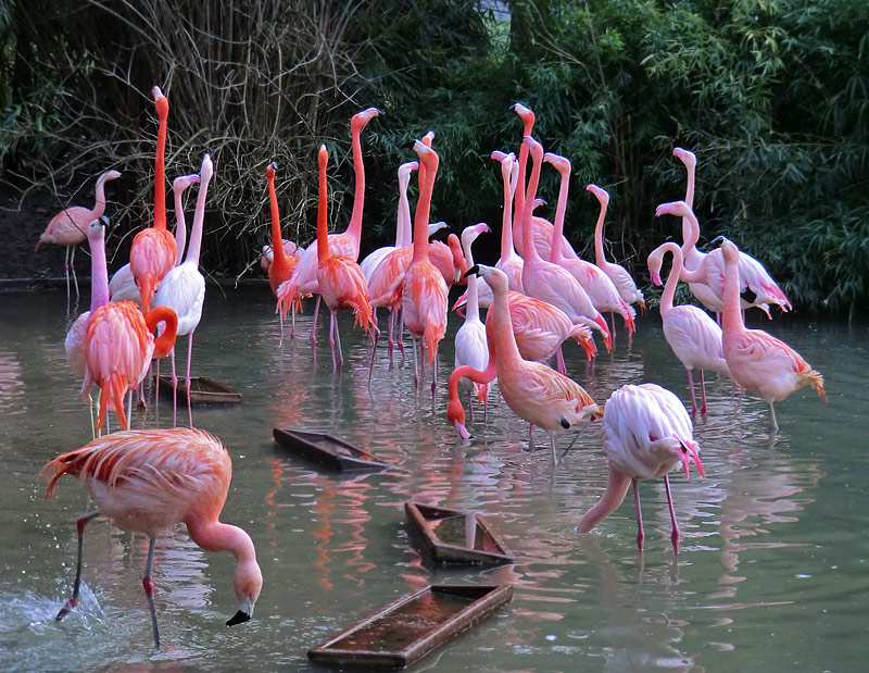 Flamingos im Zoo Wuppertal am 15. Januar 2012