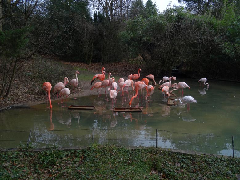 Flamingos am 10. Dezember 2016 im Zoologischen Garten der Stadt Wuppertal