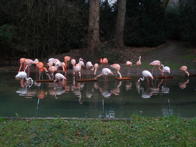 Flamingos am 10. Dezember 2016 im Wuppertaler Zoo