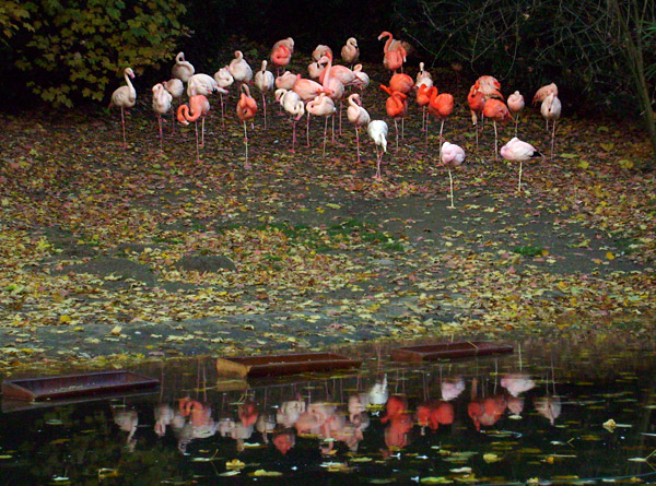 Flamingos im Wuppertaler Zoo im November 2008