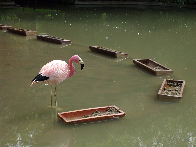 Andenflamingo im Wuppertaler Zoo im April 2008