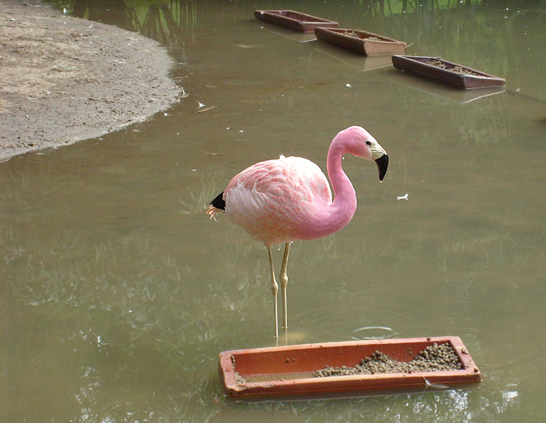 Andenflamingo im Wuppertaler Zoo im April 2008