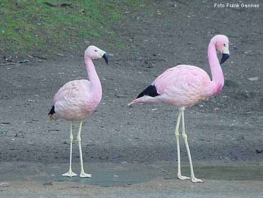 Andenflamingos im Wuppertaler Zoo im Dezember 2003 (Foto Frank Gennes)