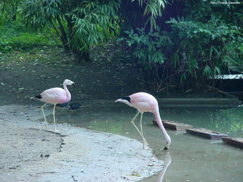 Andenflamingo im Zoologischen Garten Wuppertal im Oktober 2005 (Foto Frank Gennes)