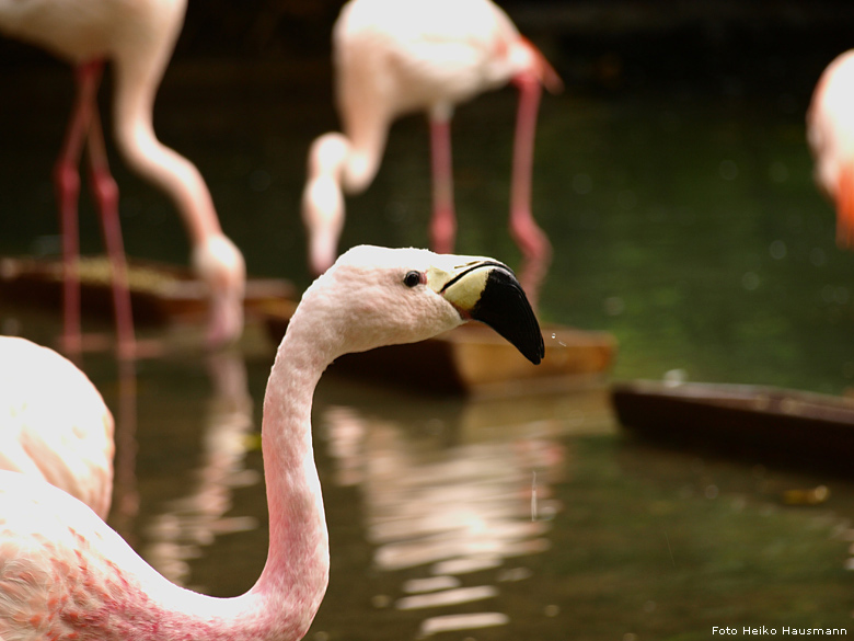 Andenflamingo im Zoologischen Garten Wuppertal im Oktober 2008 (Foto Heiko Hausmann)