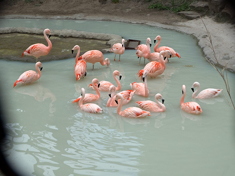 Achtzehn Chile-Flamingos am 20. Mai 2020 im Wasser der neuen Freiflugvoliere ARALANDIA im Zoo Wuppertal