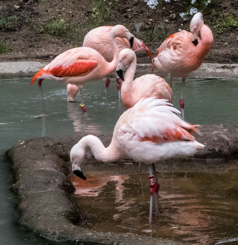 Chile-Flamingos am 4. Juli 2020 in der Freiflugvoliere ARALANDIA im Grünen Zoo Wuppertal