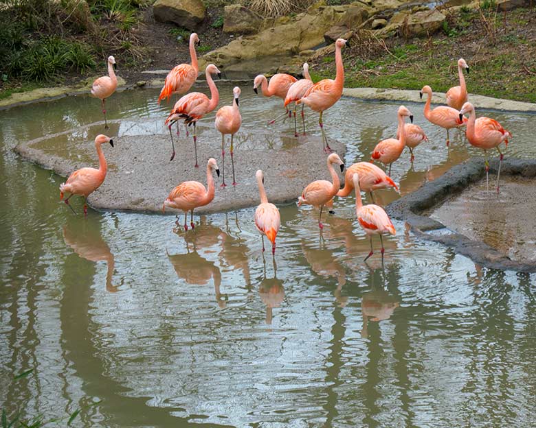 Achtzehn Chile-Flamingos am 12. März 2021 in der Freiflug-Voliere ARALANDIA im Grünen Zoo Wuppertal