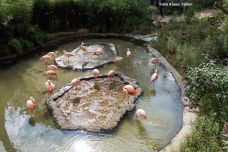 Chile-Flamingos am 26. Juli 2021 in der begehbaren Freiflugvoliere Aralandia im Zoo Wuppertal (Foto Klaus Tüller)