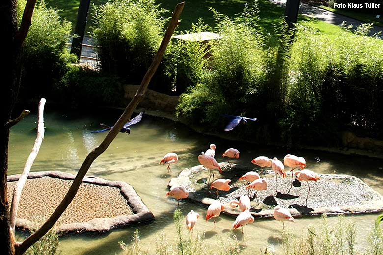 Fliegende Hyazinth-Aras über Chile-Flamingos am 24. August 2021 in der Aralandia-Voliere im Wuppertaler Zoo (Foto Klaus Tüller)
